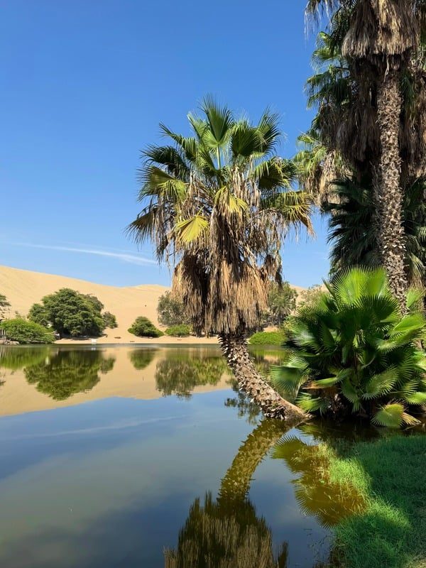 Desert oasis with palms in Peru